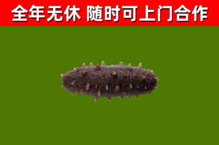 望谟回收海参干